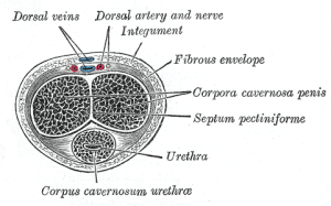What is Erection? Image for Repair of Peyronie's Disease