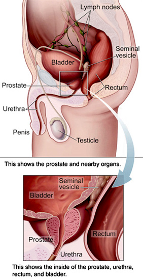 Prostate Anatomy - Prostate Disorders
