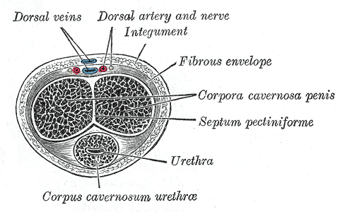 Image for Repair of Peyronie's Disease