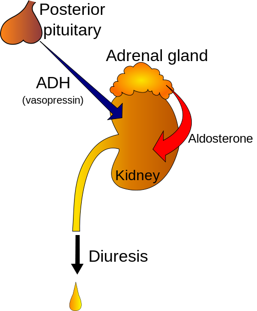 Female Urinary Incontinence, Polyuria