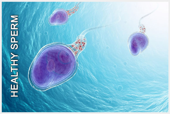 Healthy Sperm: Improved Male Fertility