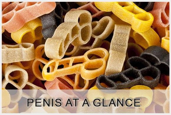 Your Penis, Erection and Orgasm at a Glance....