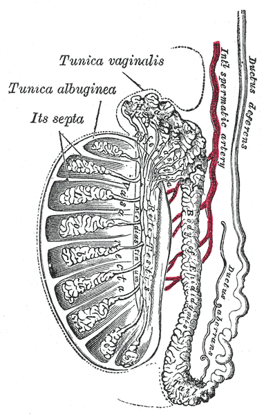 vasectomy