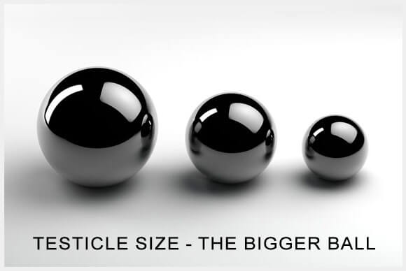 Testicle Size | The Bigger Ball