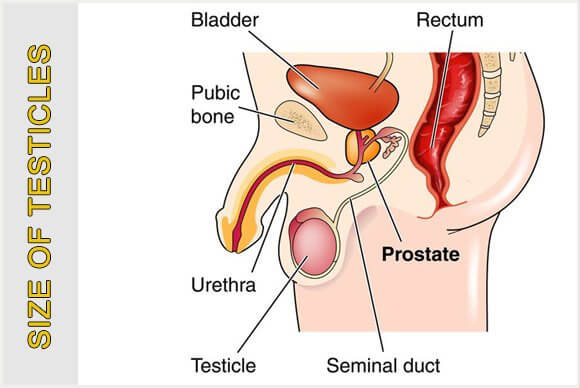 AVERAGE TESTICLE SIZE - DOES SIZE MATTER?