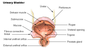 Bladder Pains and irritants-Stress Urinary Incontinence
