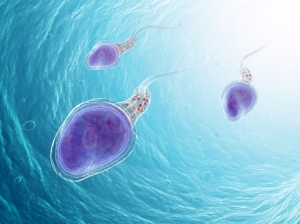 Sperm Mobility | Pregnancy Info