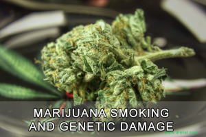 Genetic Damage Image