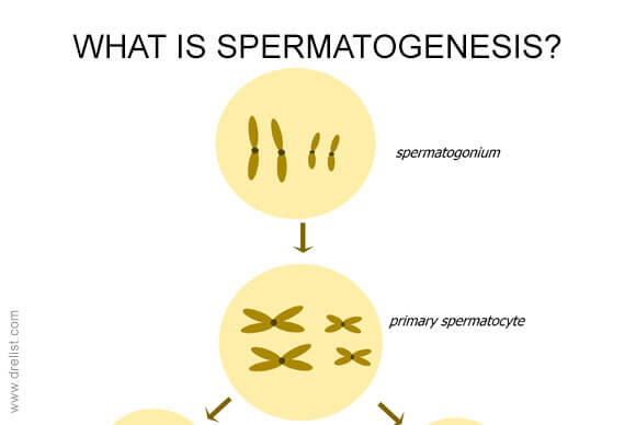 What Is Spermatogenesis?