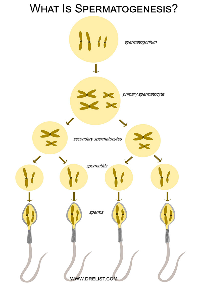 Spermatogenesis Image