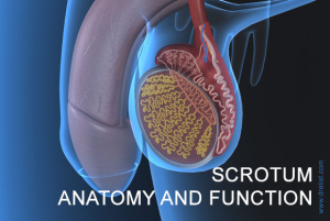 Scrotum Anatomy Image