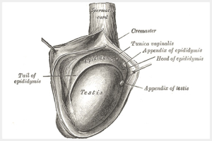Epididymis-and-Vas