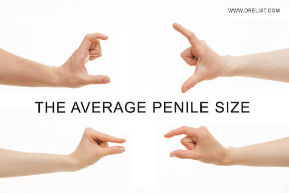 The Average Penile Size