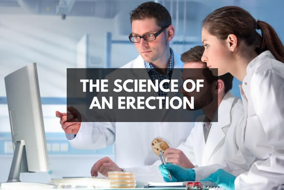 The Science of an Erection