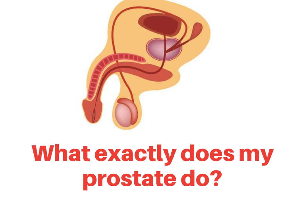 What exactly does my prostate do?
