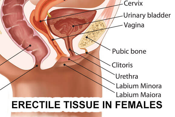 Erectile Tissue in Females - Where and How?