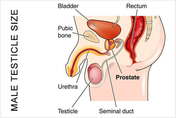 Male Testicle Size | Treatment of Below Average Testicle Size