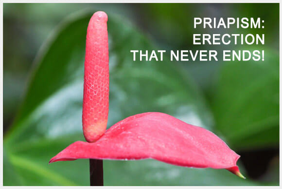 Priapism, The Never-Ending Erection | Causes, Symptoms & Treatments