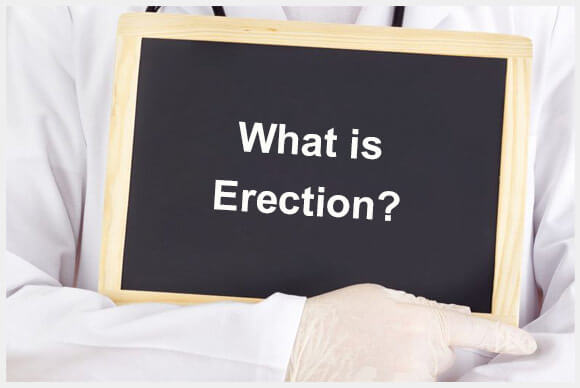 What is Erection? How does an Erection Happen?